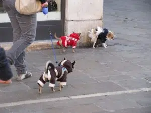 штрафы за собак в испании